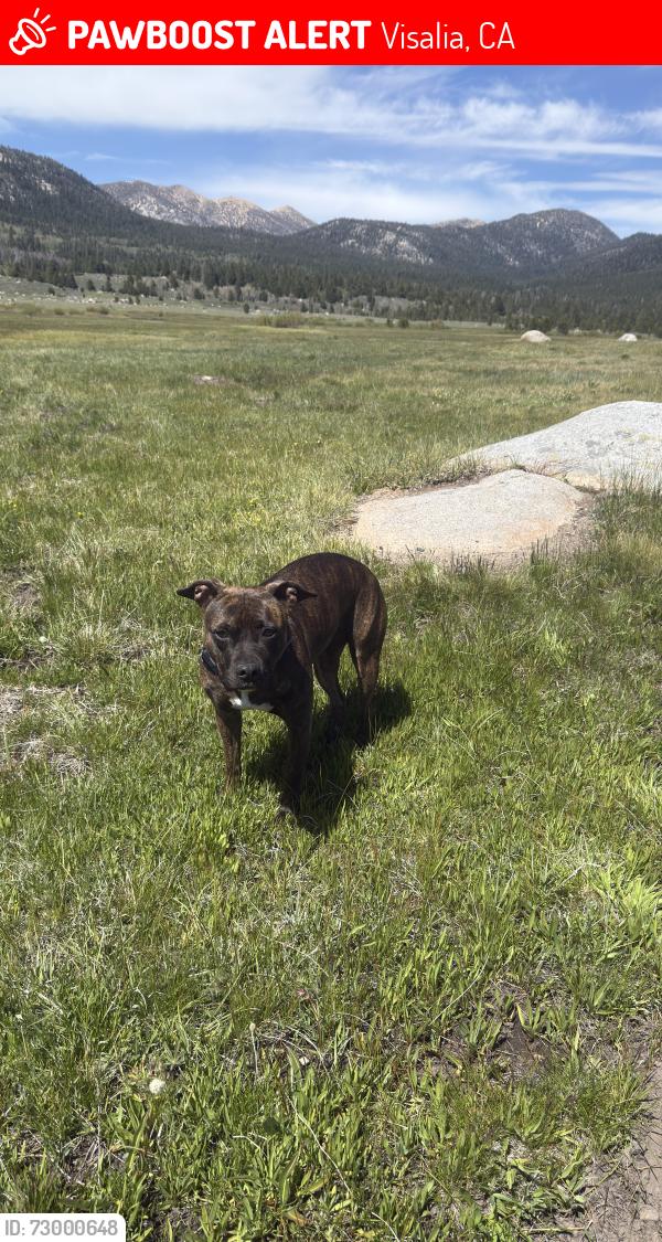 Lost Female Dog last seen Gidding street and riggin ave, Visalia, CA 93291
