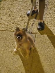 Reunited Unknown Dog last seen 120th Yale, Chicago, IL 60621