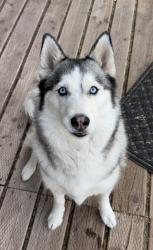 Lost Female Dog last seen Dysart Rd & Southern Ave, Avondale, AZ 85323