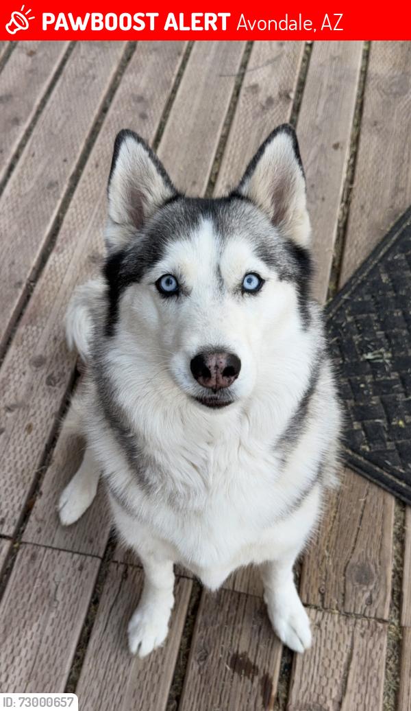 Lost Female Dog last seen Dysart Rd & Southern Ave, Avondale, AZ 85323