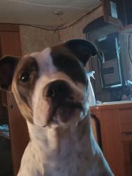 Lost Female Dog last seen Arkelphia ar, Arkadelphia, AR 71923