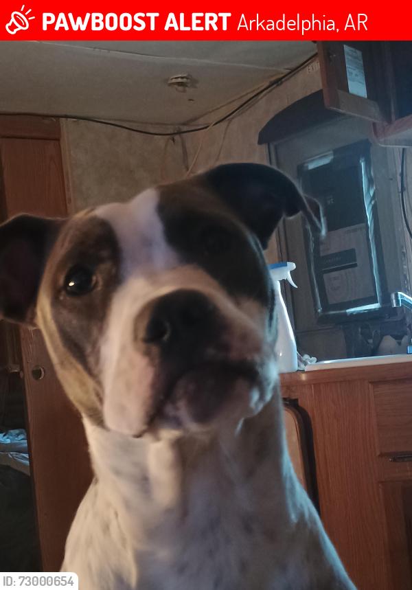 Lost Female Dog last seen Arkelphia ar, Arkadelphia, AR 71923