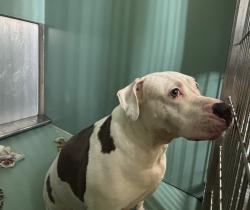 Shelter Stray Female Dog last seen Apt 5H,590 W 172nd Street, NEW YORK, NY, 10032, 326 E 110th St, New York, NY 10029, USA