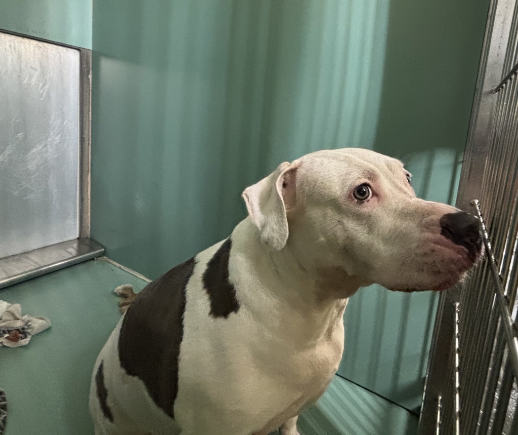 Shelter Stray Female Dog last seen Apt 5H,590 W 172nd Street, NEW YORK, NY, 10032, 326 E 110th St, New York, NY 10029, USA