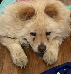 Reunited Unknown Dog last seen Jeffrey, Henderson, NV 89052