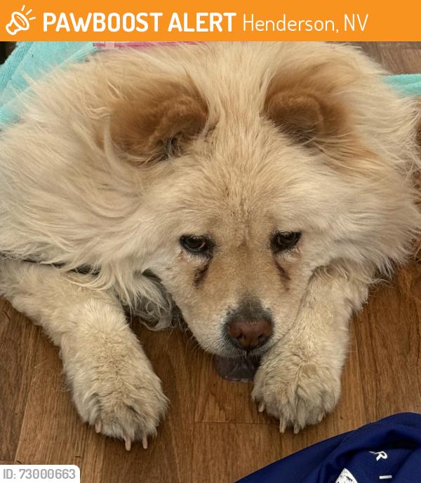 Found/Stray Unknown Dog last seen Jeffrey, Henderson, NV 89052