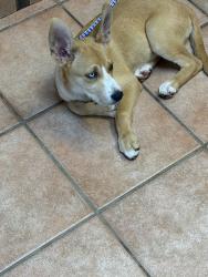 Found/Stray Female Dog last seen Off County Rd 62 N, Elsanor, AL 36567