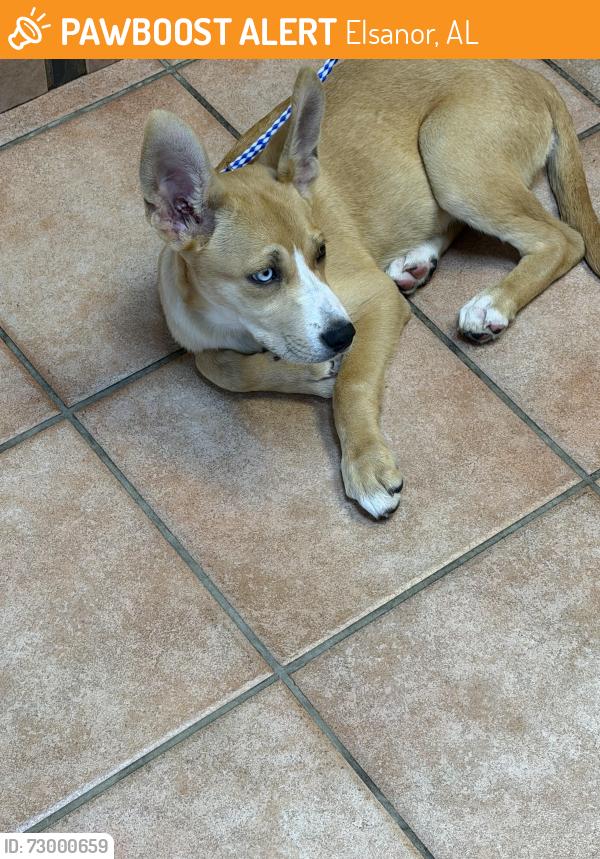 Found/Stray Female Dog last seen Off County Rd 62 N, Elsanor, AL 36567