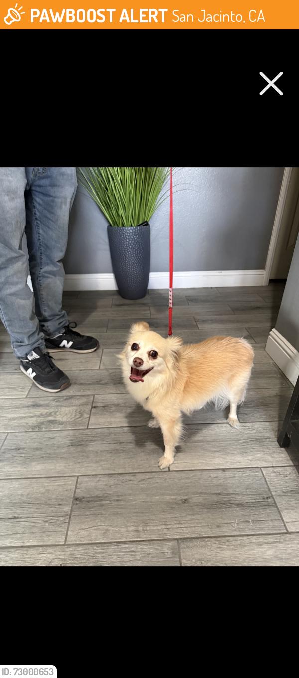 Found/Stray Female Dog last seen Chase, San Jacinto, CA 92582