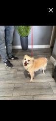 Found/Stray Female Dog last seen Chase, San Jacinto, CA 92582