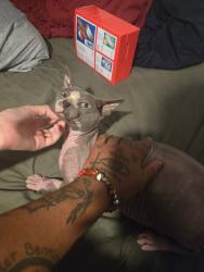 Lost Male Cat last seen Live oak and Encinita ave, Temple City, CA 91780