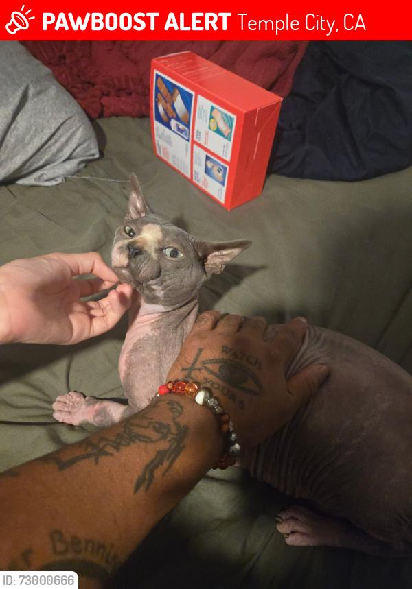 Lost Male Cat last seen Live oak and Encinita ave, Temple City, CA 91780
