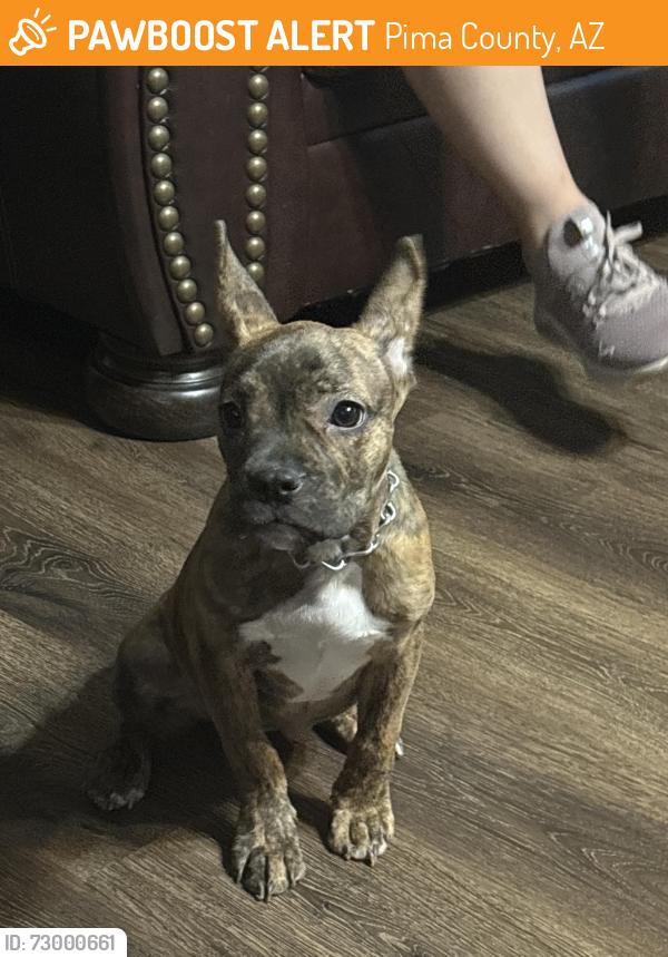 Found/Stray Female Dog last seen Kinney and Desert Motiff, Pima County, AZ 85735