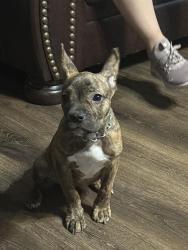Found/Stray Female Dog last seen Kinney and Desert Motiff, Pima County, AZ 85735