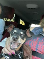 Reunited Female Dog last seen Aliante and Elkhorn, North Las Vegas, NV 89084