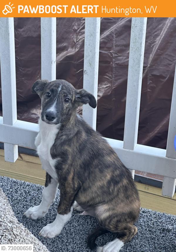 Found/Stray Unknown Dog last seen Thomas Ave a cross street, Huntington, WV 25705