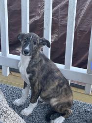 Found/Stray Unknown Dog last seen Thomas Ave a cross street, Huntington, WV 25705