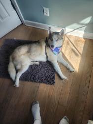 Reunited Female Dog last seen Snow Road and Jericho, Bridgman, MI 49106