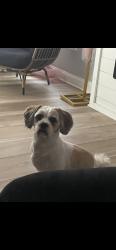 Lost Male Dog last seen Scottsdale Park on 83rd St 60652, Chicago, IL 60652