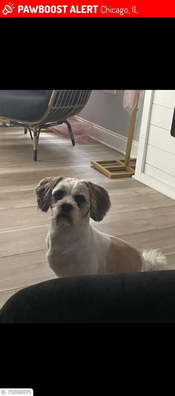 Lost Male Dog last seen Scottsdale Park on 83rd St 60652, Chicago, IL 60652