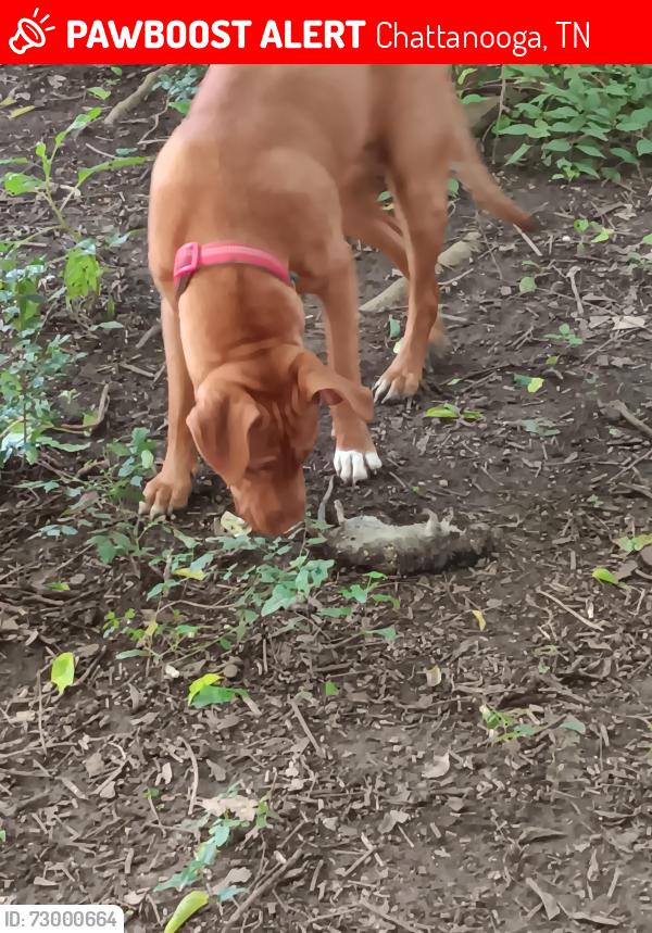 Lost Female Dog last seen Chattanooga Box Company , Chattanooga, TN 37408