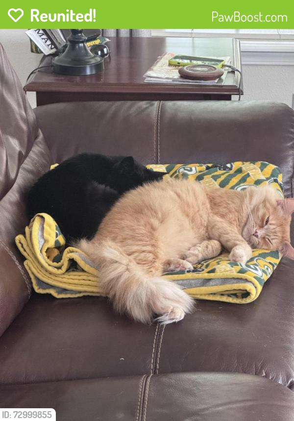 Reunited Male Cat last seen Anthony and ninth, Tumwater, WA 98512