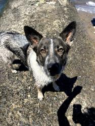 Lost Female Dog last seen Wildcat Creek trail and Belgium trail , Richmond, CA 94530