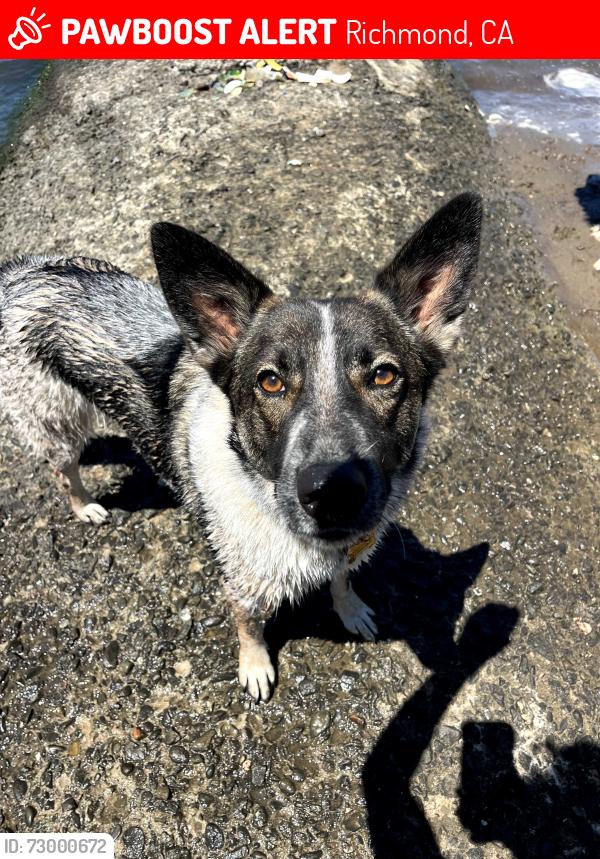 Lost Female Dog last seen Wildcat Creek trail and Belgium trail , Richmond, CA 94530