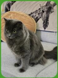 Reunited Female Cat last seen Ne 91st & Roosevelt, Seattle, WA 98115