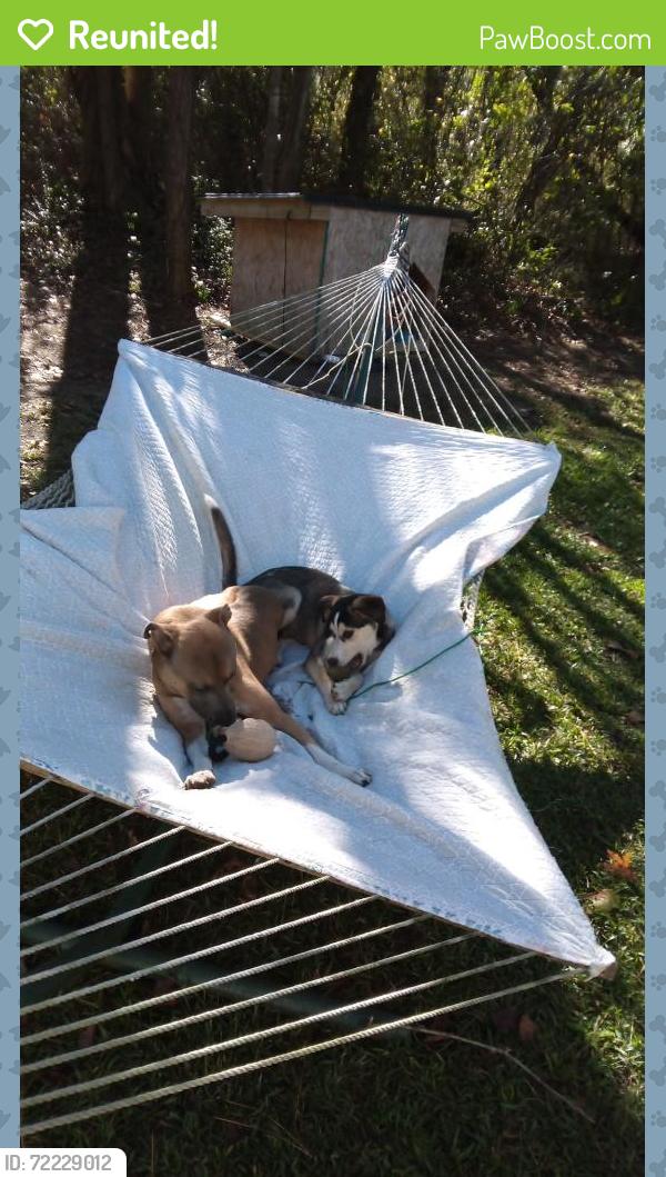 Reunited Female Dog last seen Near , Harnett County, NC 27546