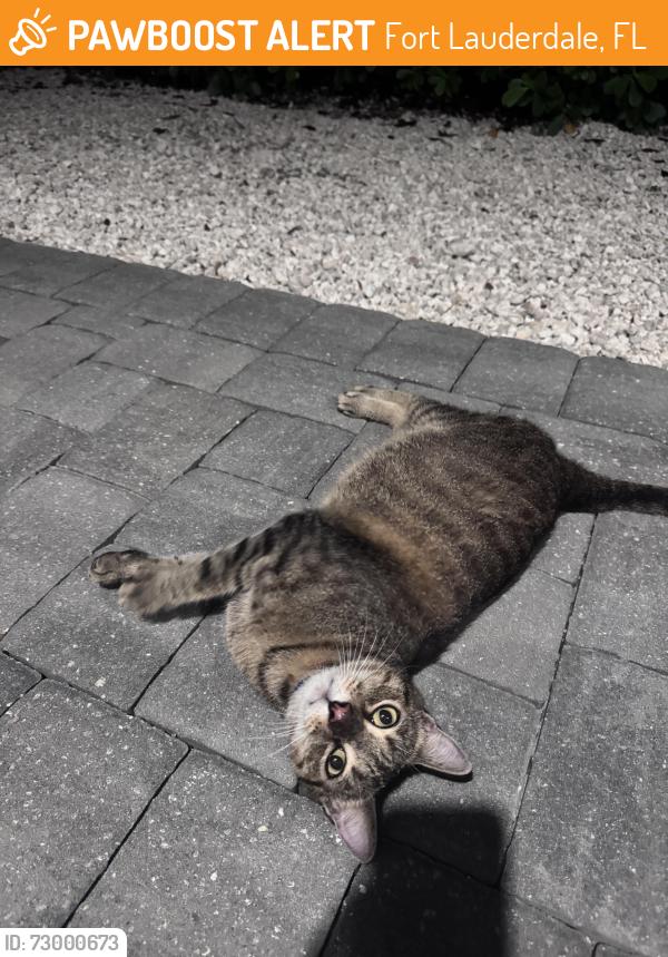 Found/Stray Female Cat last seen Victoria Park, Fort Lauderdale, FL 33304