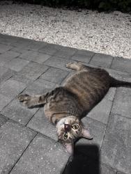 Found/Stray Female Cat last seen Victoria Park, Fort Lauderdale, FL 33304