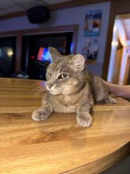 Found/Stray Female Cat last seen The Duchess Eatery & Spirits, Little Chute, WI 54140