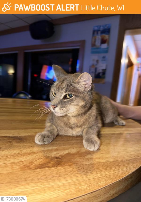 Found/Stray Female Cat last seen The Duchess Eatery & Spirits, Little Chute, WI 54140