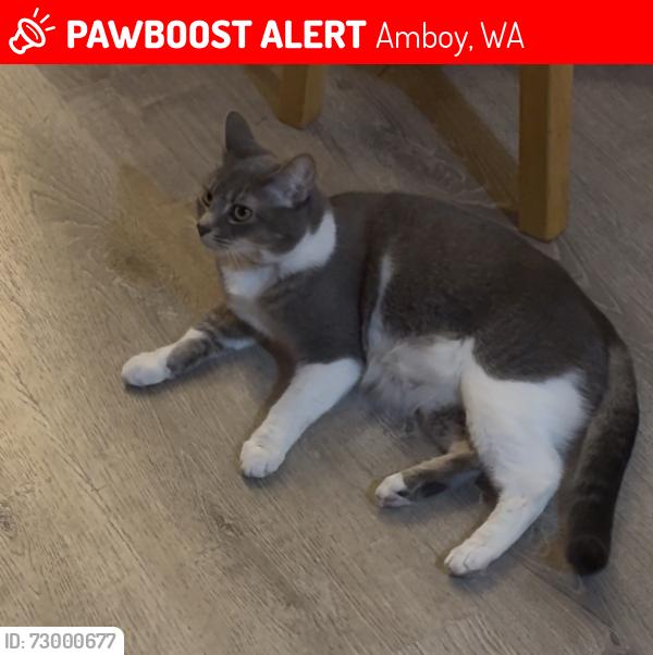 Lost Female Cat last seen NE 186th Ave, Amboy, WA 98601