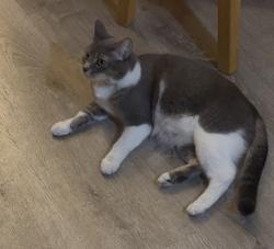 Lost Female Cat last seen NE 186th Ave, Amboy, WA 98601