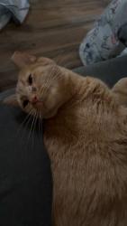 Reunited Male Cat last seen Trailer park 398 kings highway lot 65 Marysville pa 17053, Marysville, PA 17053