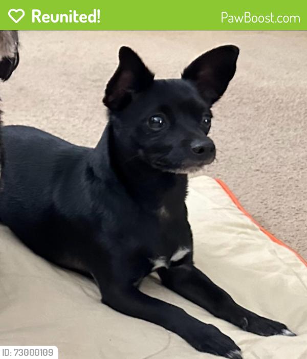 Reunited Male Dog last seen Landers Ave apmts, San Jose, CA 95132
