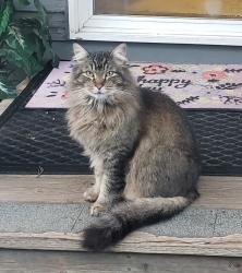 Lost Male Cat last seen South of the viaduct in the vicinity of Jackson street, Jefferson Street, and South Tower Ave, Centralia, WA 98531