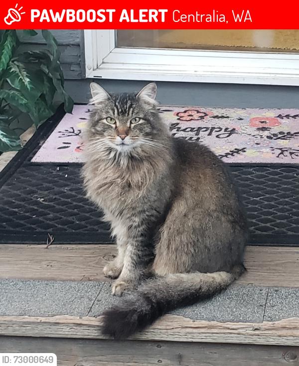 Lost Male Cat last seen South of the viaduct in the vicinity of Jackson street, Jefferson Street, and South Tower Ave, Centralia, WA 98531