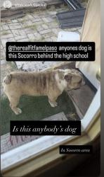 Found/Stray Male Dog last seen Socorro high school , Socorro, TX 79927