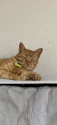 Lost Male Cat last seen Carraway and London Ave, New Braunfels, TX 78130