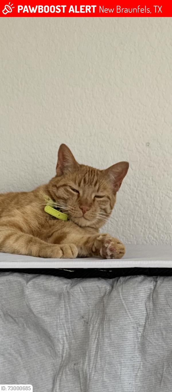Lost Male Cat last seen Carraway and London Ave, New Braunfels, TX 78130