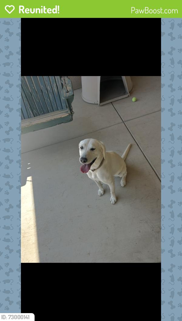 Reunited Female Dog last seen Milnes and Albers roads, Stanislaus County, CA 95357