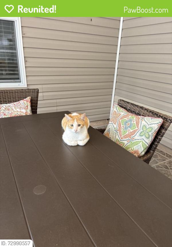 Reunited Male Cat last seen Eisenhower/ Harvard/ Martingale Loop , Lynn Haven, FL 32444