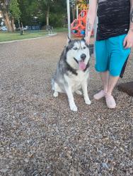 Reunited Male Dog last seen S Powerline Rd & Amity Ave, Nampa, ID 83686, USA, Nampa, ID 83686