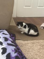 Lost Female Cat last seen Hwy 6, Hitchcock, TX 77568