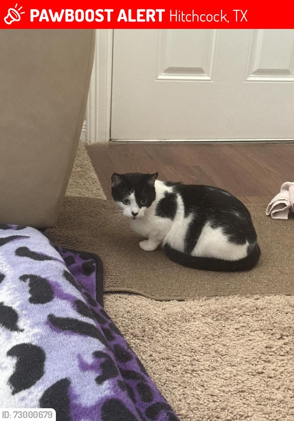 Lost Female Cat last seen Hwy 6, Hitchcock, TX 77568