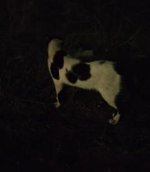 Found/Stray Unknown Cat last seen 2nd & Baumann, Edmond, OK 73034