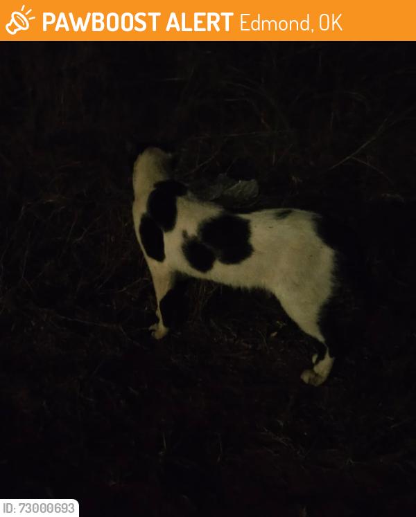 Found/Stray Unknown Cat last seen 2nd & Baumann, Edmond, OK 73034